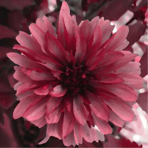 Ayers Flower Pink